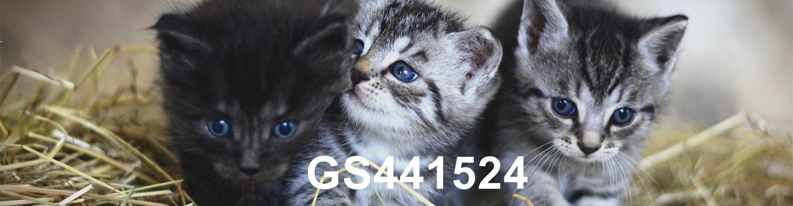 calidad GS-441524 fábrica